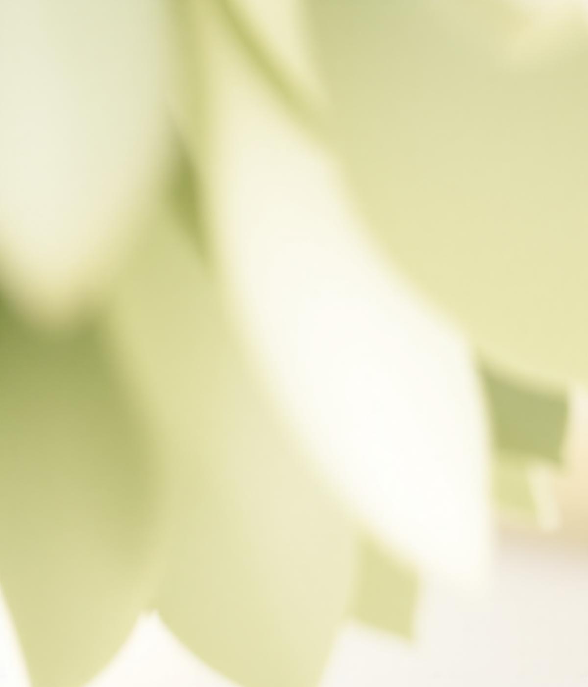 Soft eucalyptus botanical